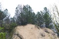 Tallest pine. Coniferous forest near the village. Spring time. Sunny day Royalty Free Stock Photo