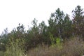 Tallest pine. Coniferous forest near the village. Spring time. Sunny day Royalty Free Stock Photo