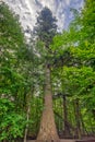 Tallest Silver Fir in Germany