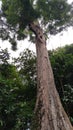 Tallest tree with large trunk