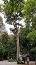 Tallest tree with large trunk Royalty Free Stock Photo