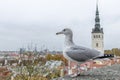 Seagull and panoramic cityscape of Medieval Old Town in Tallinn with Saint Nicholas Church, Estonia Royalty Free Stock Photo