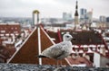 Tallinn, Estonia oldtown view with seagull from Toompea hill.