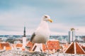 Tallinn, Estonia. White Hat Beckoning Seagull On Background Old Town Royalty Free Stock Photo
