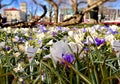 Tallinn  field of crocuses spring flowers in city park on sunny bright day ,travel to Estonia holiday season tilt shift Royalty Free Stock Photo