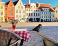 Tallinn, old town hall square, spring street, cafe, glass with flowers on the tabletop, sparrow birds sitting on a chair, empty ci