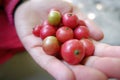 Talok or Kersen Muntingia calabura, Jamaican cherry Panama berry on the hand.