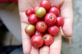 Talok or Kersen Muntingia calabura, Jamaican cherry Panama berry on the hand.