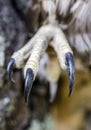 Talon claws, Raptor Bird of Prey, Hawk