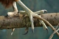 NZ Falcon talons Royalty Free Stock Photo