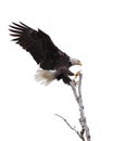 Talons Open Eagle Lands in a Tree Royalty Free Stock Photo