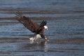 Talons On Target Royalty Free Stock Photo