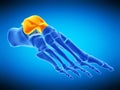 The talus bone Royalty Free Stock Photo