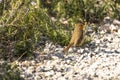 Taly Tuscany natural park of the Maremma, called the Uccellina Alberese park, Erithacus rubecula