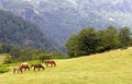 Horses grazing in Alborz Royalty Free Stock Photo