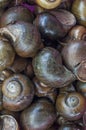 Tam Diep mountain snails
