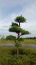 Taman bonsai Royalty Free Stock Photo