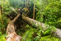 TAMAN NEGARA, MALAYSIA - MARCH 17, 2018: Tourists walk on a log in the jungle of Taman Negara national par