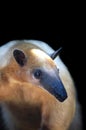 Tamandua Royalty Free Stock Photo