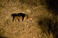 Tamandua on the nature in Pantanal, Brazil Royalty Free Stock Photo