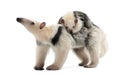 Tamandua, Tamandua tetradactyla Royalty Free Stock Photo