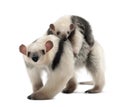 Tamandua, Tamandua tetradactyla Royalty Free Stock Photo