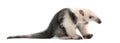 Tamandua, Tamandua tetradactyla, 3 months old Royalty Free Stock Photo