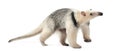 Tamandua, Tamandua tetradactyla, 3 years old Royalty Free Stock Photo