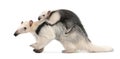 Tamandua, Tamandua tetradactyla mother, 3 years old, and child, Royalty Free Stock Photo