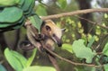 TAMANDUA tamandua tetradactyla