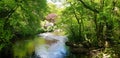 The Tamar Valley River Tavy  A Area of Outstanding Natural Beauty with a visit to Denham Wood

, Devon uk Royalty Free Stock Photo