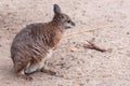 Tamar wallaby Royalty Free Stock Photo