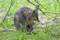 Tamar wallaby Royalty Free Stock Photo