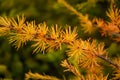 Tamarack or American Larch Royalty Free Stock Photo