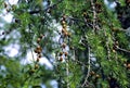 Tamarack Cones  51110 Royalty Free Stock Photo