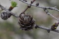 Tamarack (Larix Americana) or Hackmatack or American Larch