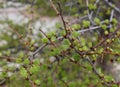 Tamarack (Larix Americana) or Hackmatack or American Larch