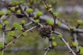 Tamarack (Larix Americana) or Hackmatack or American Larch