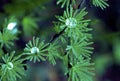 Tamarack Needles   6587 Royalty Free Stock Photo