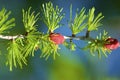 Tamarack Needles and Fruits 701009 Royalty Free Stock Photo