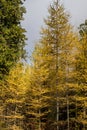 Tamarack Pine Tree Turns Yellow In Autumn Royalty Free Stock Photo