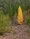 Tamarack Tree Royalty Free Stock Photo