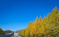 Tamarack Trees in Fall, turning from green to yellow, with blue sky