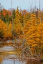 Tamarack Trees Go Golden In Fall