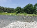 Tamaraw grazing on riverside in rural tropical countryside of Mindoro, Philippines