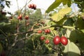 Tamarillo. Elongated tomato fruit shrub