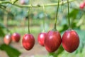 Tamarillo fruit