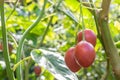 Tamarillo fruit