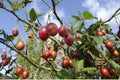 Tamarillo Fruit Tree Royalty Free Stock Photo