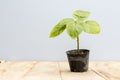 Tamarillo small plant in a plastic pot Royalty Free Stock Photo